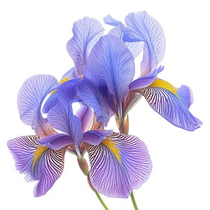 Iris as a Perfume Note Ingredient