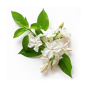 Jasmine as a Perfume Note Ingredient