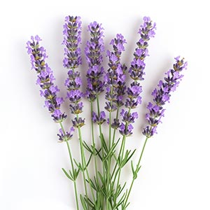 Lavender as a Perfume Note Ingredient
