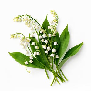Photo Lily of the Valley :: fragrance ingredients