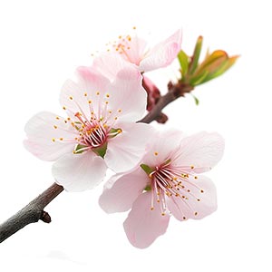 Photo Almond Blossom :: fragrance ingredients