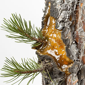 Photo Amber Pine Resin :: fragrance ingredients