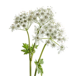 Photo Angelica :: fragrance ingredients