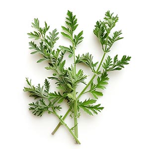 Photo Artemisia :: fragrance ingredients