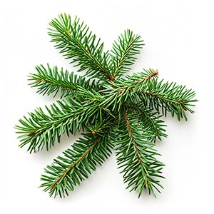 Photo Balsam Fir :: fragrance ingredients