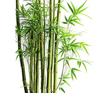 Photo Bamboo :: fragrance ingredients