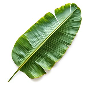 Photo Banana Leaf :: fragrance ingredients