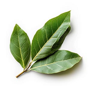 Bay Leaf as a Perfume Note Ingredient