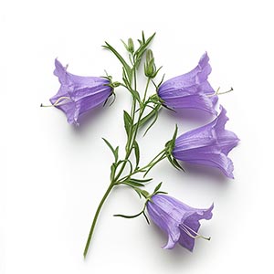 Photo Bellflower :: fragrance ingredients