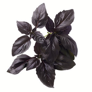 Photo Black Basil :: fragrance ingredients