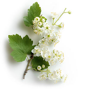 Photo Black Currant Blossom :: fragrance ingredients