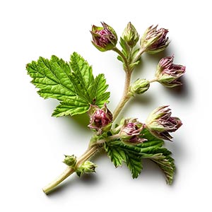 Photo Black Currant Buds :: fragrance ingredients