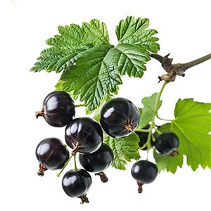 Photo Black Currant :: fragrance ingredients