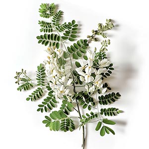 Photo Black Locust :: fragrance ingredients