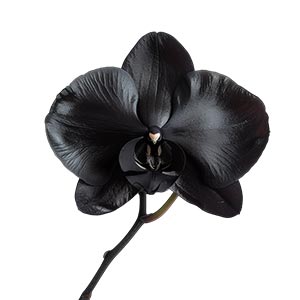 Photo Black Orchid :: fragrance ingredients