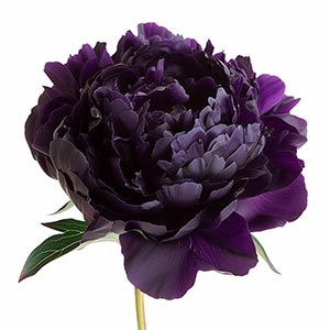 Photo Black Peony :: fragrance ingredients