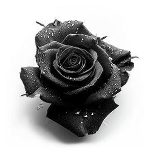 Photo Black Rose :: fragrance ingredients