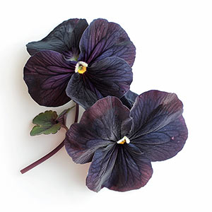 Photo Black Violet :: fragrance ingredients