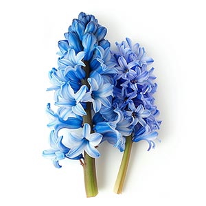 Photo Blue Hyacinth :: fragrance ingredients