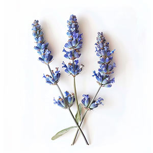 Photo Blue Lavender :: fragrance ingredients