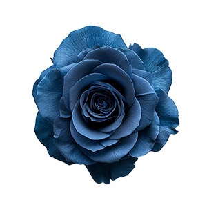 Photo Blue Rose :: fragrance ingredients