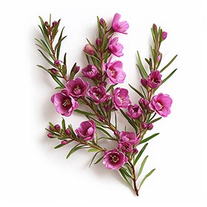 Photo Boronia :: fragrance ingredients