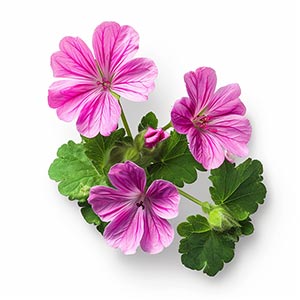 Photo Bourbon Geranium :: fragrance ingredients