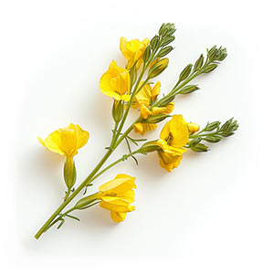 Photo Broom Flower :: fragrance ingredients