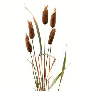 Photo Bulrush :: fragrance ingredients