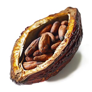 Photo Cacao Pod :: fragrance ingredients