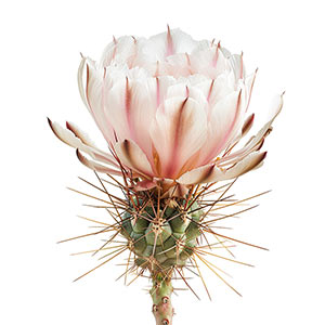 Photo Cactus Flower :: fragrance ingredients