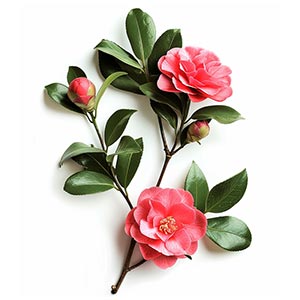 Photo Camellia :: fragrance ingredients