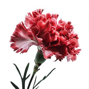 Photo Carnation :: fragrance ingredients