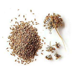 Photo Carrot Seeds :: fragrance ingredients