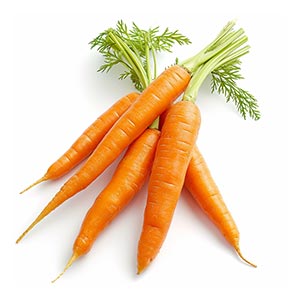 Photo Carrot :: fragrance ingredients