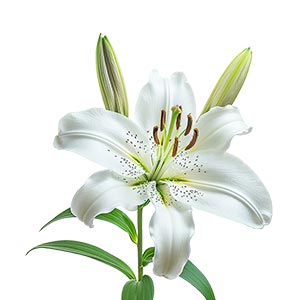 Photo Casablanca Lily :: fragrance ingredients