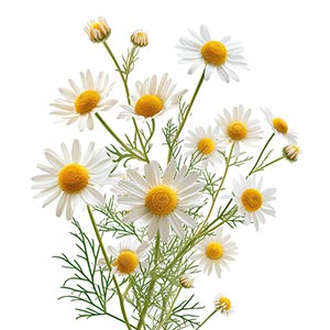 Chamomile in Relaxation & Comfort Perfumes