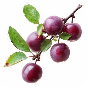 Photo Cherry Plum :: fragrance ingredients