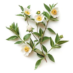 Cistus as a Perfume Note Ingredient