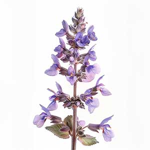 Photo Clary Sage Flower :: fragrance ingredients