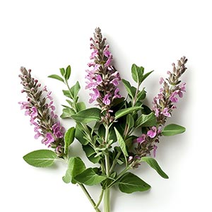 Clary Sage as a Perfume Note Ingredient