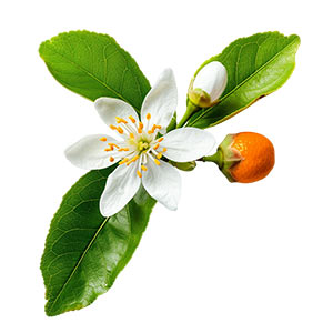 Photo Clementine Blossom :: fragrance ingredients