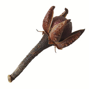 Photo Clove Bud :: fragrance ingredients