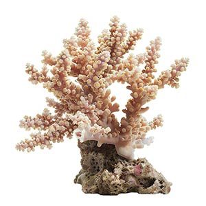 Photo Coral :: fragrance ingredients