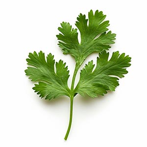 Photo Coriander Leaf :: fragrance ingredients