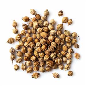 Photo Coriander Seed :: fragrance ingredients