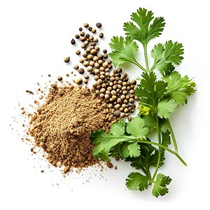 Coriander as a Perfume Note Ingredient