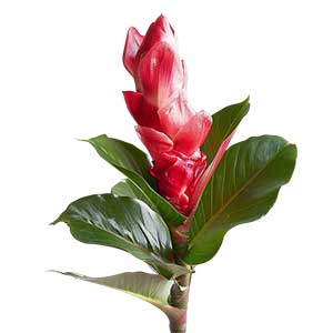 Photo Costus :: fragrance ingredients