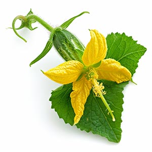 Photo Cucumber Blossom :: fragrance ingredients