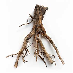 Photo Cypress Root :: fragrance ingredients